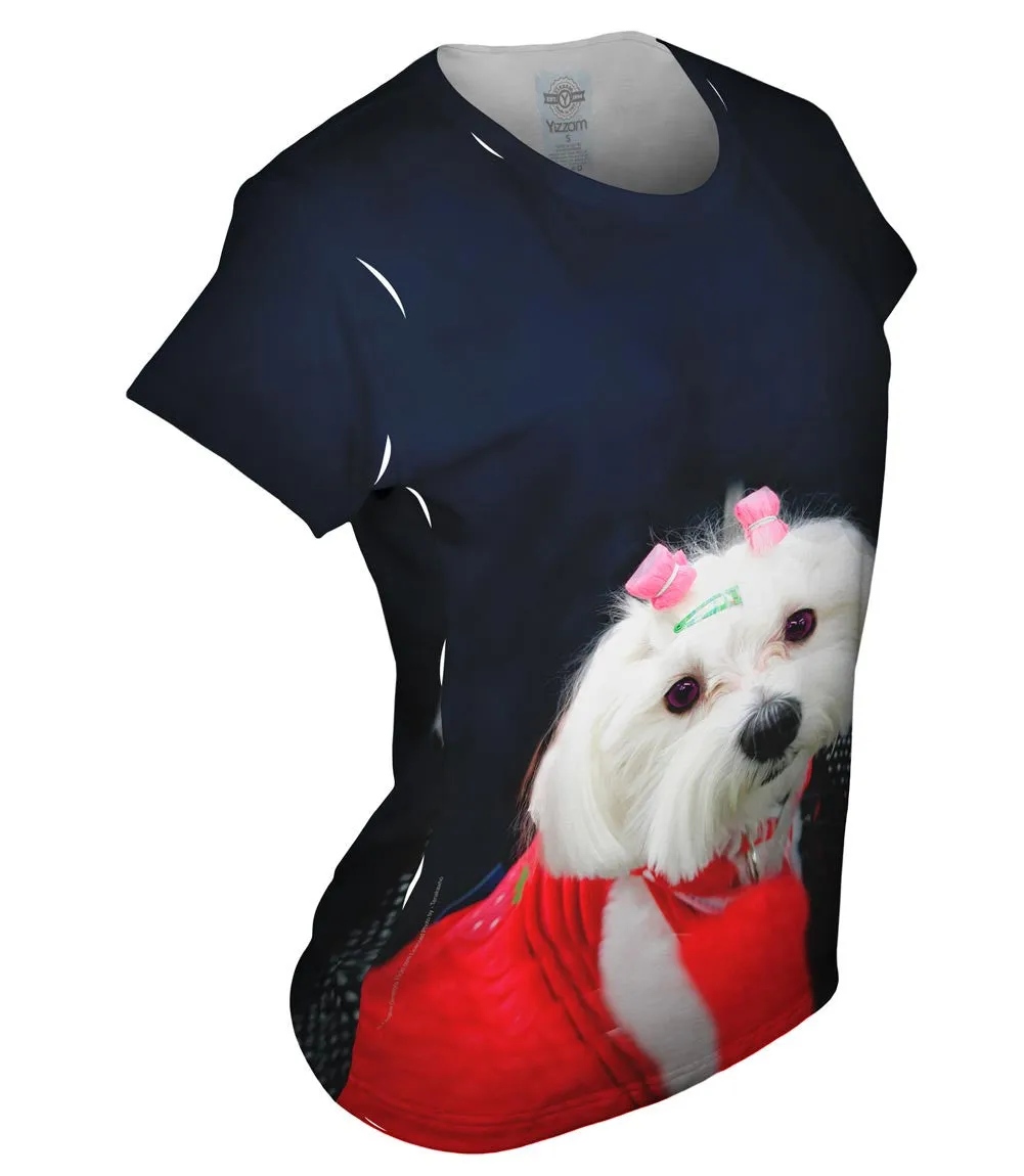 Stylish Maltese